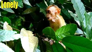 Breaking Heart! Poor Baby Elpida Cried So Sad On The Tree Alone, Please Take Her All  Adopted Moms!