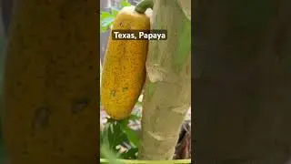 Texas Papaya in the winter, hopes the weather will not go down below 35 degrees, cross fingers! ✌️