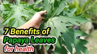 7 Benefits of papaya leaves and how to process them so has many benefits for health. herbal tea