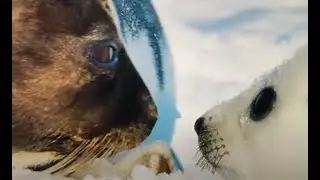 Arctic Polar Seas - Marine Ecology