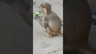 Baby monkey eating Cucumber #monkey #eating #nature #wild #hunger #baby #babymonkey