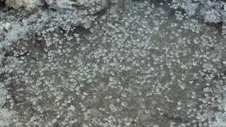 Close-up of salt crystal formations in natural saline waters
