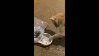 Funny animals    Funny cats   dogs    Funny animal videos 2023    Part 6 Haypyy Pett   Happyy Pett 7