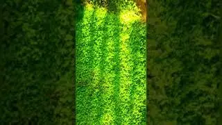 Turtle Vine Gardening ideas #greencarpet
