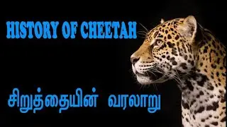 History of cheetah....சிறுத்தையின் வரலாறு...#Info room Tamil....