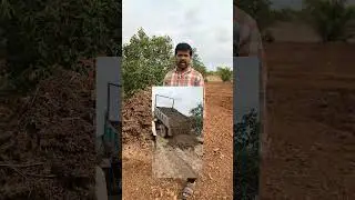 Jamun fruit farming #india #farmingtradition #farming #fruitfarming #agriculture #indianfarmer