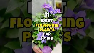 Best easy flowering plants to grow at home in India #short #gardening
