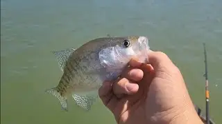 CRAPPIE FISHING DURING THE ECLIPSE!!! #eclipse #crappiefishing #fishing #crappie