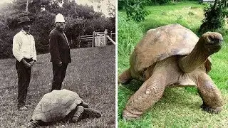 Jonathan The Giant Tortoise May Be The Oldest Living Land Animal On Earth