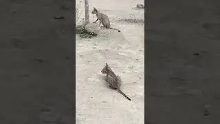 jungle cat hunting position
