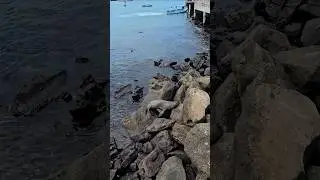 ЛОБСТЕР ГИГАНТ, КРАСНЫЕ КРАБЫ И МОРСКИЕ ЛЬВЫ. ПЕРВЫЕ МИНУТЫ НА ОСТРОВЕ САН КРИСТОБАЛЬ. ЭКВАДОР 🇪🇨