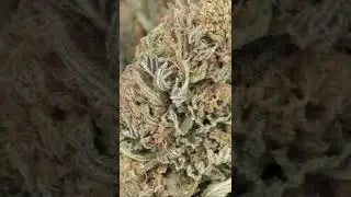 What does Jaxon Bubba Kush CBD flower look like?