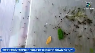 TREE FROG TADPOLE PROJECT : CHOWING DOWN 7/20/2023