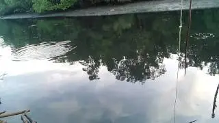 Teknik Casting ikan bulan @ tarpon di muara lumut perak guna mini popper v3