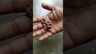 Baby Mouse 🐁 || Amisha's World || #babymouse #shorts #asmr #trending #viral #viralshorts #satisfying