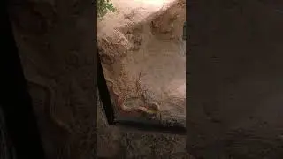 DieDiem Snake founds in South East, Asia and Africa. #shortvideo #shortsfeed #wildlife