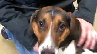 Best Dog Training in Columbus, Ohio! 3 Year Old Beagle, Jack Russel Mix, Theo!