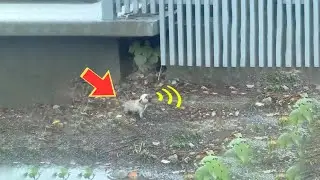 Lost dog crying alone in heavy rain, begging for help