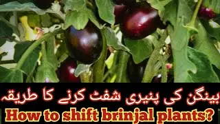 Plants ki paneeri ko kese shift kre #shiftingplants  #terracegardenindia #kitchengardening #plant