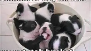 loldogs 2