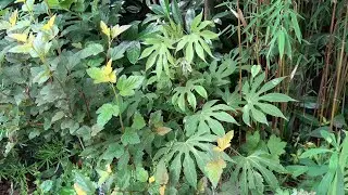 Fatsia Species in our garden