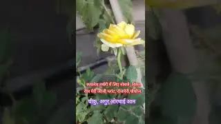 Kamlesh nursery se yah Humne saste saste plant Chiku angur thayam 9:00 clock Aadi Aadi