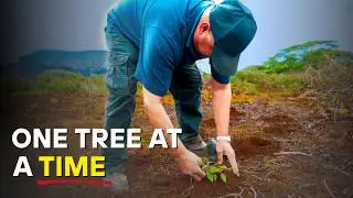How St Helena Island is Rebuilding Its Lost Forest