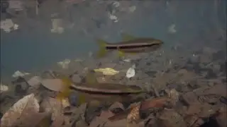 Cryptocoryne griffithii and Trigonostigma heteromorpha in Bintan island　-DIscoveryPlanet-