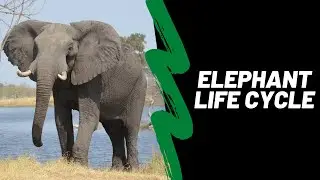 The life cycle of an elephant lesson for kids