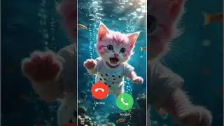 cute cat phone call