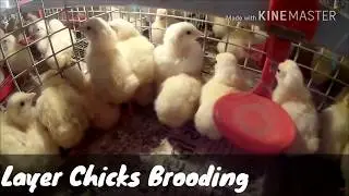 Layer Chicks Cage Brooding