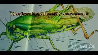 ##kingdom animalia grasshopper##nature informatives## @Nature_lover858