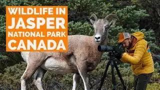 Exploring Canada&rsquo;s Wildlife: A Nature Lover&rsquo;s Dream