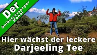 Hier w&auml;chst Darjeeling Tee. Der beste von allen.
