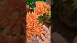 আজ ভাস্কর বাগানে কী কী গাছ  দেখলাম...... #backyardgarden