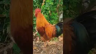 Rooster Crow + Morning Birds | Village Nature Power #villagerlife #rooster