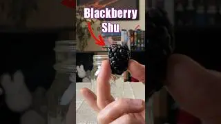 Infusing blackberries into alcohol: Blackberry Shu