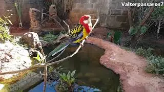 AMPLIAÇÃO DO VIVEIRO DA CALOPSITA