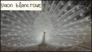 Paon Blanc qui fait la roue 🦚 spectacle rare et magnifique