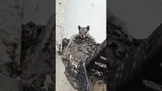 #squirrel #boldness#greenscreen #laliteshpal9082