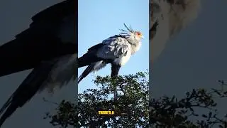 Why the Secretary Bird is the Ultimate Bird of Prey!                    #documentary#usashorts#fyp