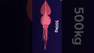 What is the difference between Giant Squid and Colossal Squid? #animals #ocean #facts  #science