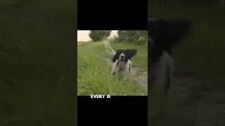 Fun facts about dogs