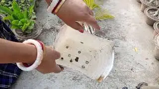 পাতা হলুদ হয়ে যাওয়ার জন্য পাম গাছটি খাবার দিয়ে রিপোর্ট করলাম#garden#viralvideo