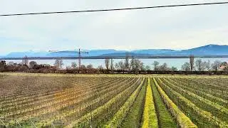 Vineyard at Lake Geneva from the Swiss train on January 2.2026