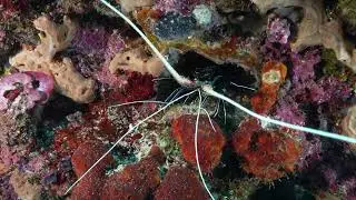 Painted Spiny Lobster in Nusa Penida | Finding Hidden Reef Life While Diving Bali