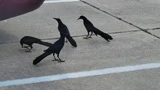 It's mating season for the grackles, and the males are fighting over the Crispiest Biscuit.