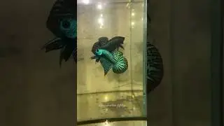 The Ultimate Betta Fish Therapy Relax and Enjoy #aquariumcare #fishkeepinghobby #fishbreedingtips