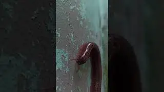 Giant Millipede Climbing a Wall