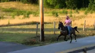 SOLD! OVERNIGHT MAIL SPEED RACKING HORSE FOR SALE